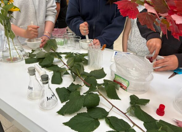 Unsere Schülerinnen und Schüler extrahieren Blattfarbstoffe
