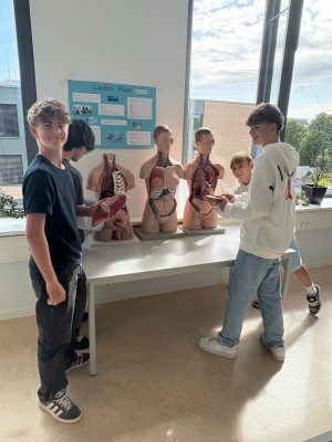 Schüler arbeiten mit Körpermodellen des Menschen.